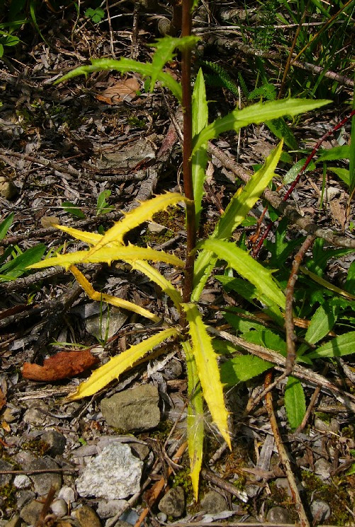 3_P1150589.jpg