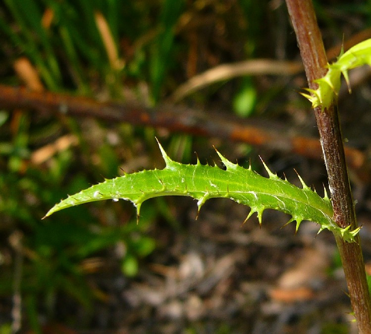 2_P1150588.jpg