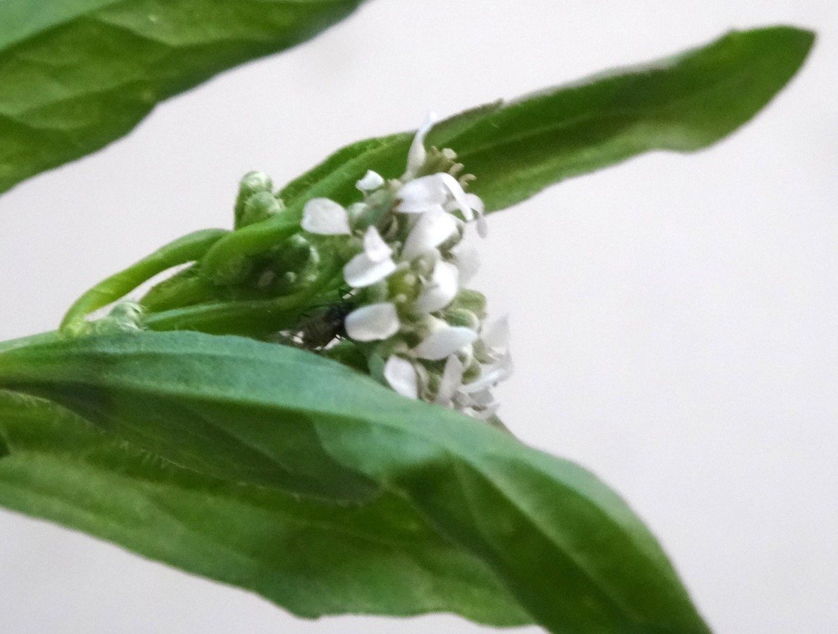(2) Blüten.jpg