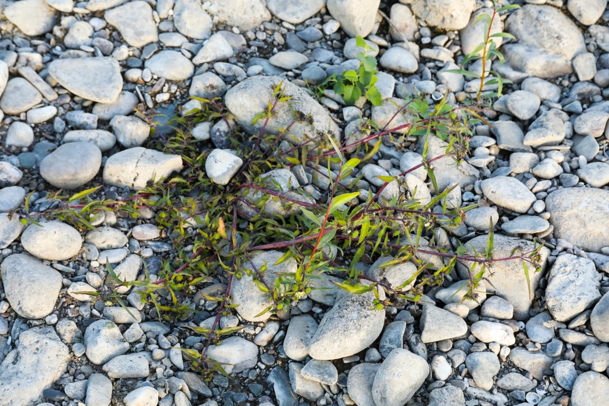 k-5000_01_Falsches Gänseblümchen_Eclipta prostrata.jpg