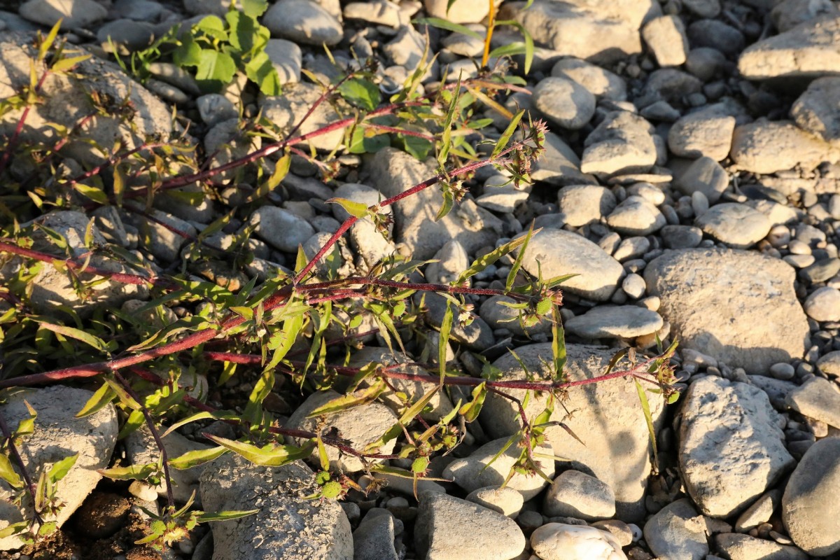 k-5000_02_Falsches Gänseblümchen_Eclipta prostrata.jpg