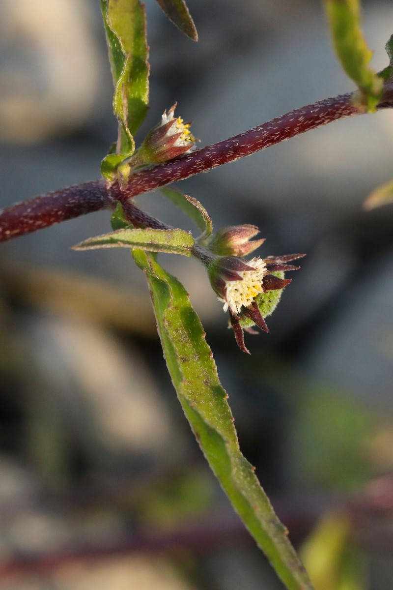 k-5000_03_Falsches Gänseblümchen_Eclipta prostrata.jpg