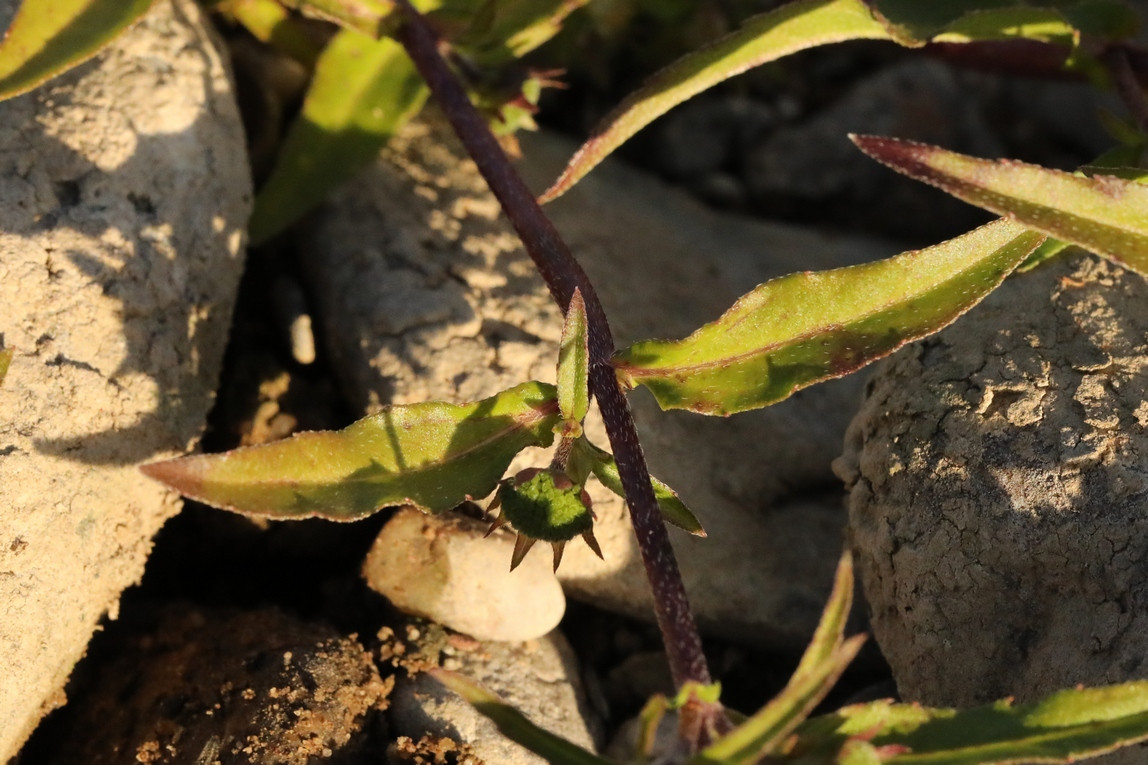 k-5000_04_Falsches Gänseblümchen_Eclipta prostrata.jpg