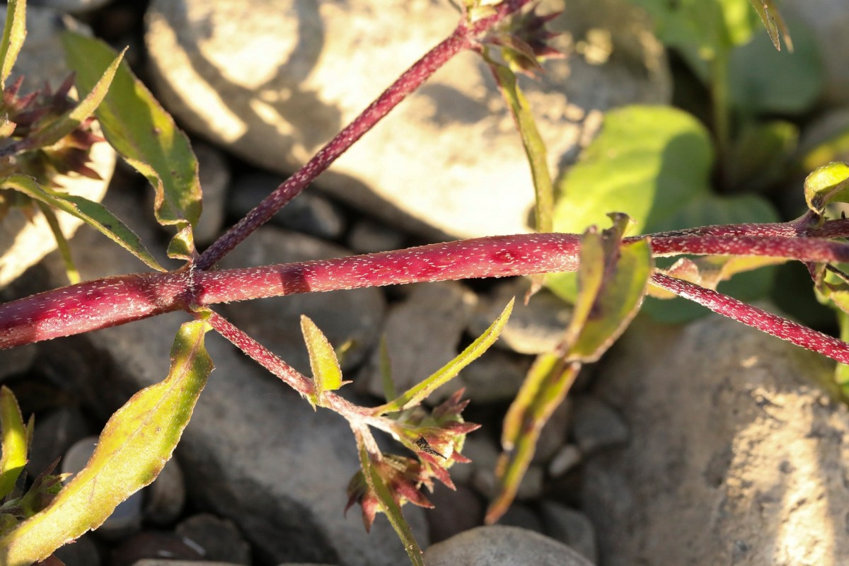 k-5000_06_Falsches Gänseblümchen_Eclipta prostrata.jpg