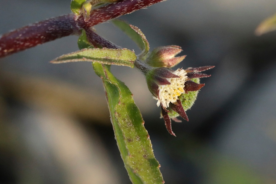 k-5000_08_Falsches Gänseblümchen_Eclipta prostrata.jpg