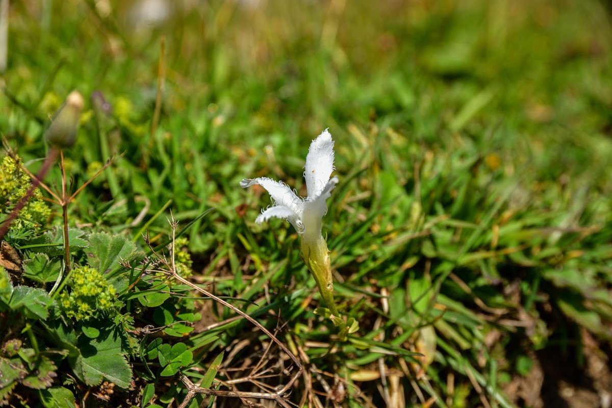 Gentianopsis albina Rif Fiume 3.JPG