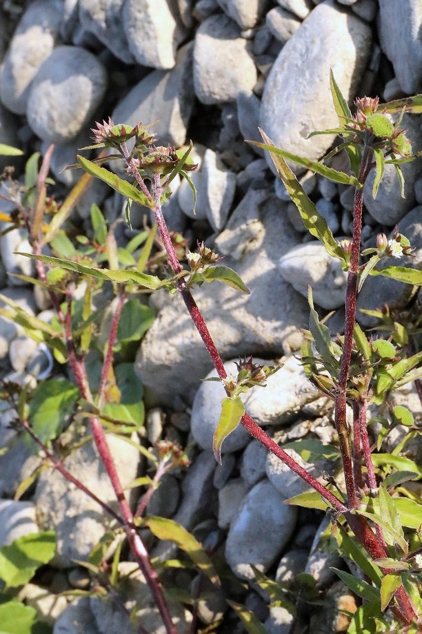 k-5000_012_Falsches Gänseblümchen_Eclipta alba (prostrata auct) (002).jpg