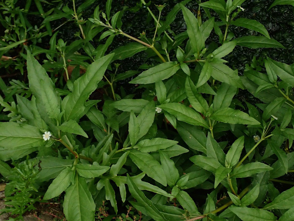 Eclipta alba-a.jpg
