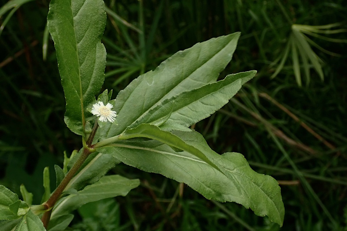 Eclipta alba-b.jpg