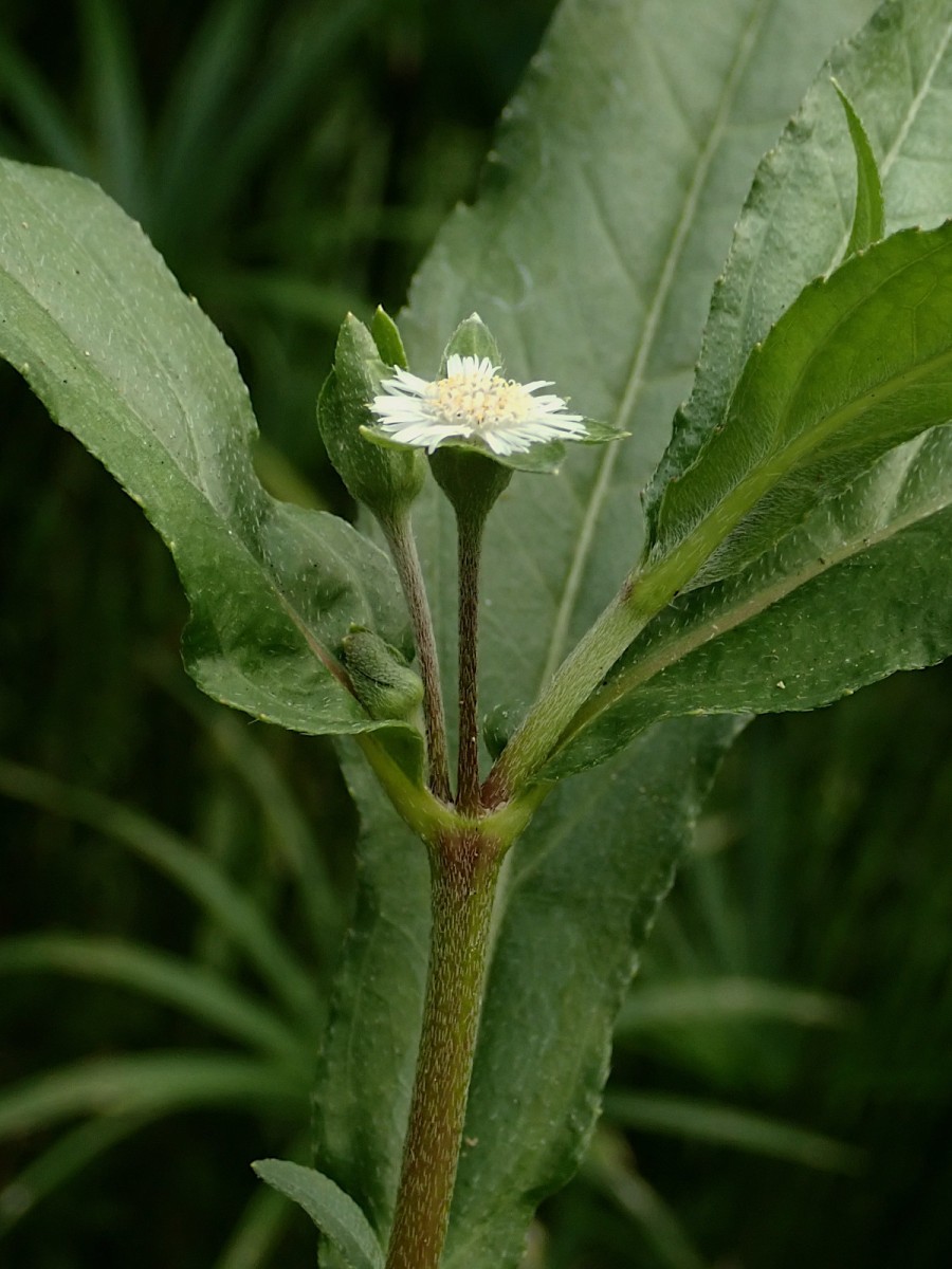 Eclipta alba-c.jpg