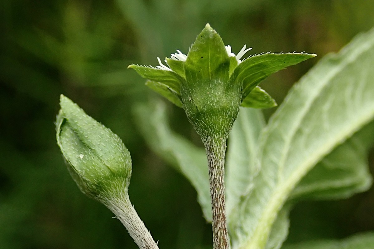 Eclipta alba-d.jpg