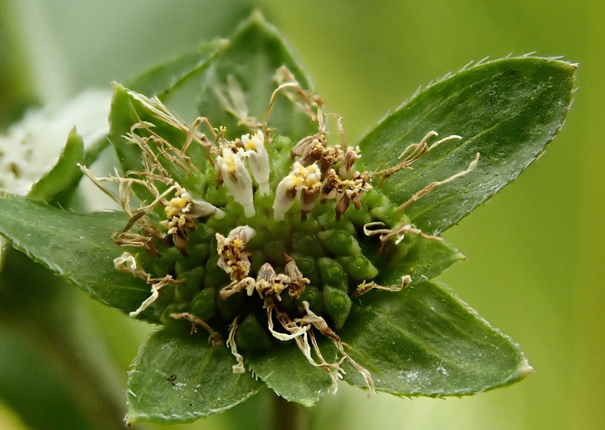 Eclipta alba-e.jpg