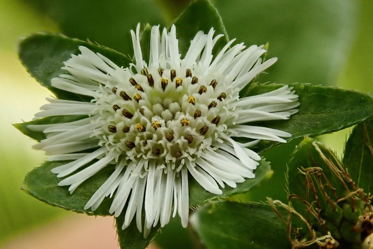 Eclipta alba-f.jpg