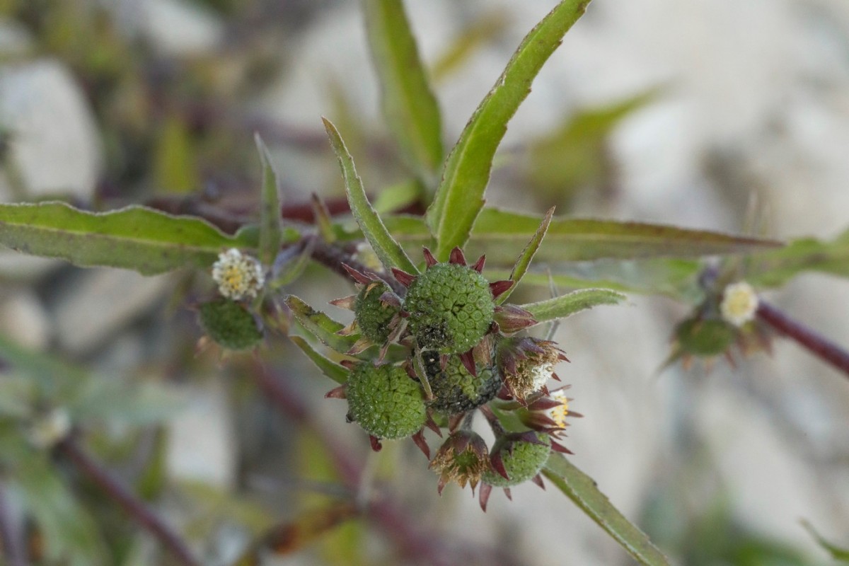 k-5000_05_Falsches Gänseblümchen_Eclipta prostrata s.l..jpg