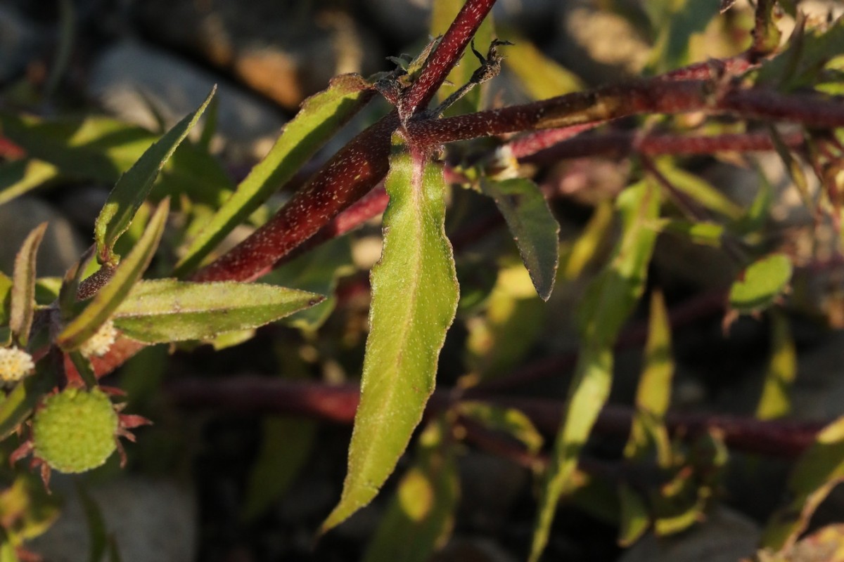 k-5000_09_Falsches Gänseblümchen_Eclipta prostrata s.l..jpg