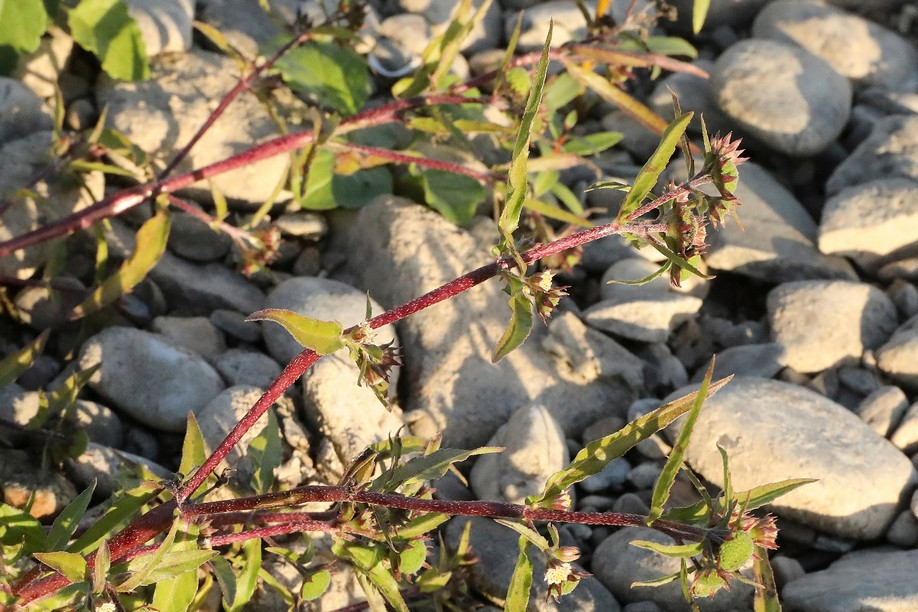 k-5000_12_Falsches Gänseblümchen_Eclipta prostrata s.l..jpg