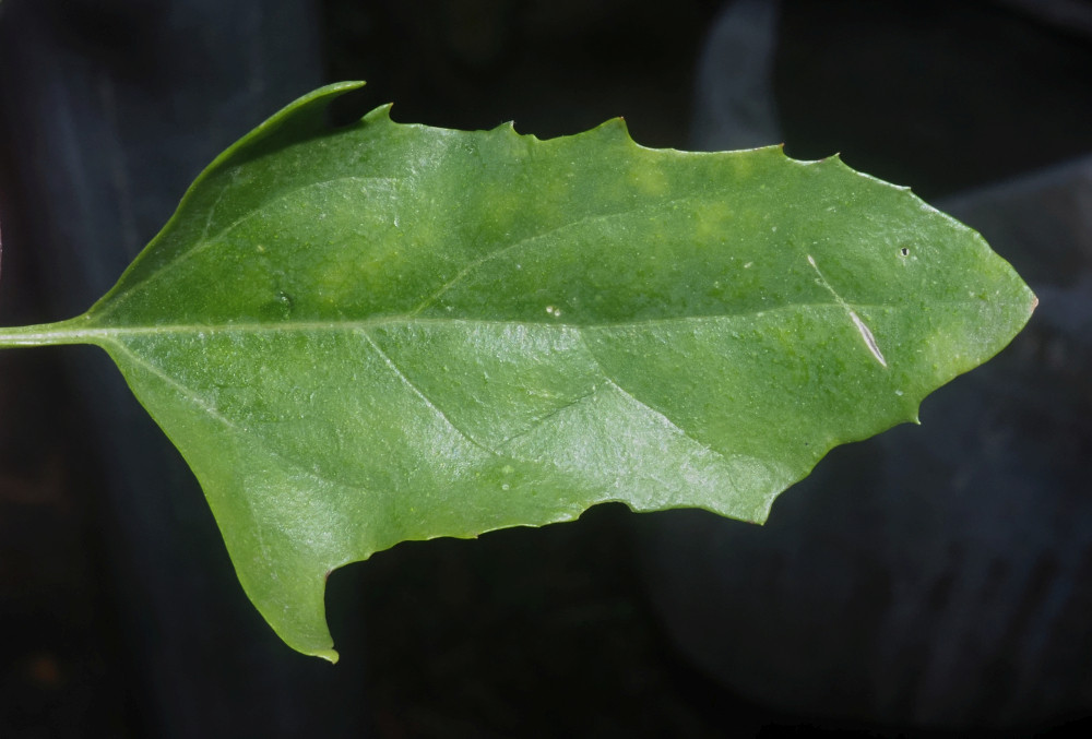 PA082569_Ausschnitt_Atriplex_Stängelblatt_1000x677.jpg