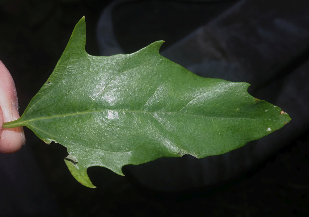 PA082571_Ausschnitt_Atriplex_Stängelblatt_1000x703.jpg