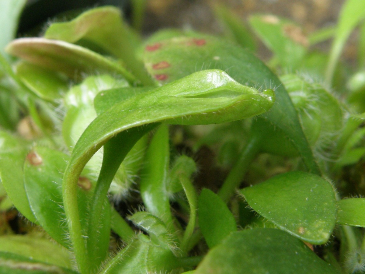 Cephalotus 06b1 Halbkanne.jpg