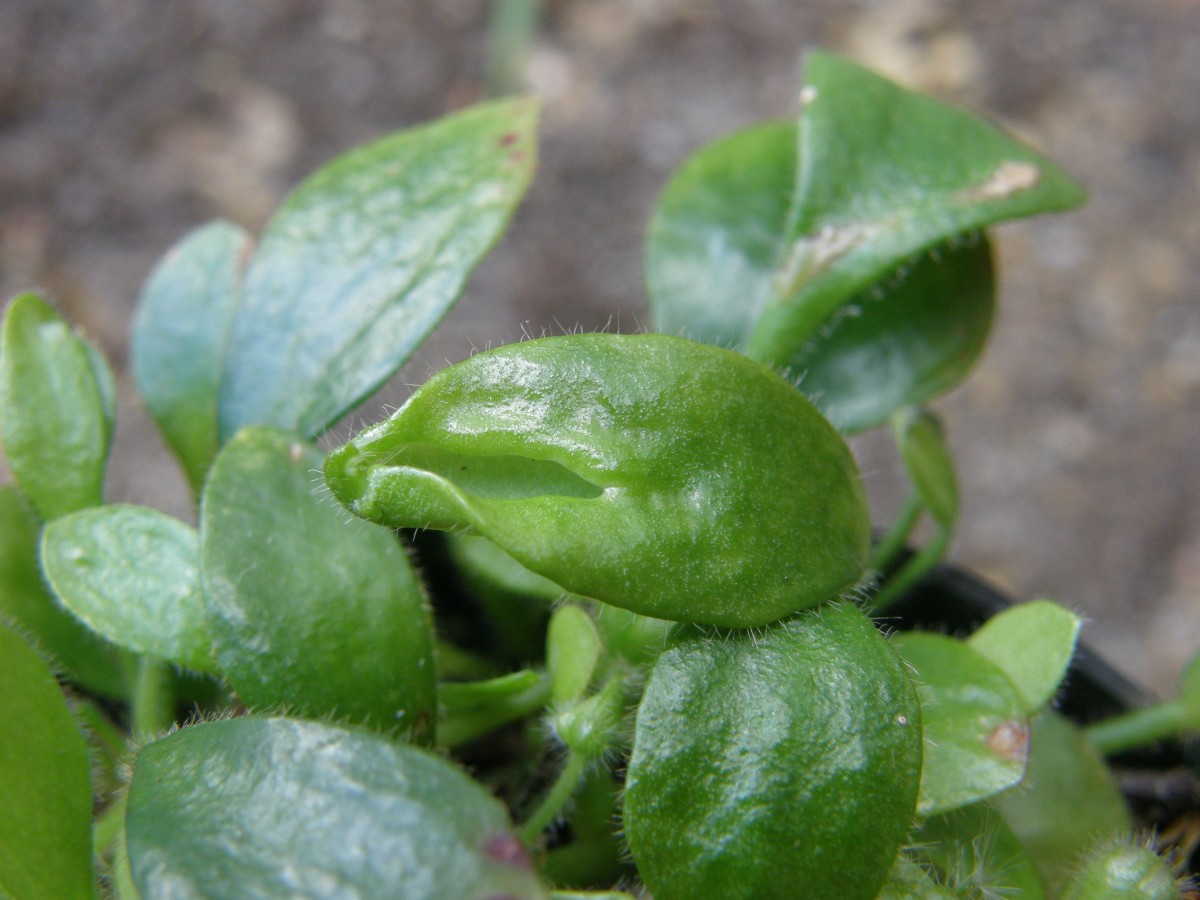 Cephalotus 06b2 Halbkanne.jpg