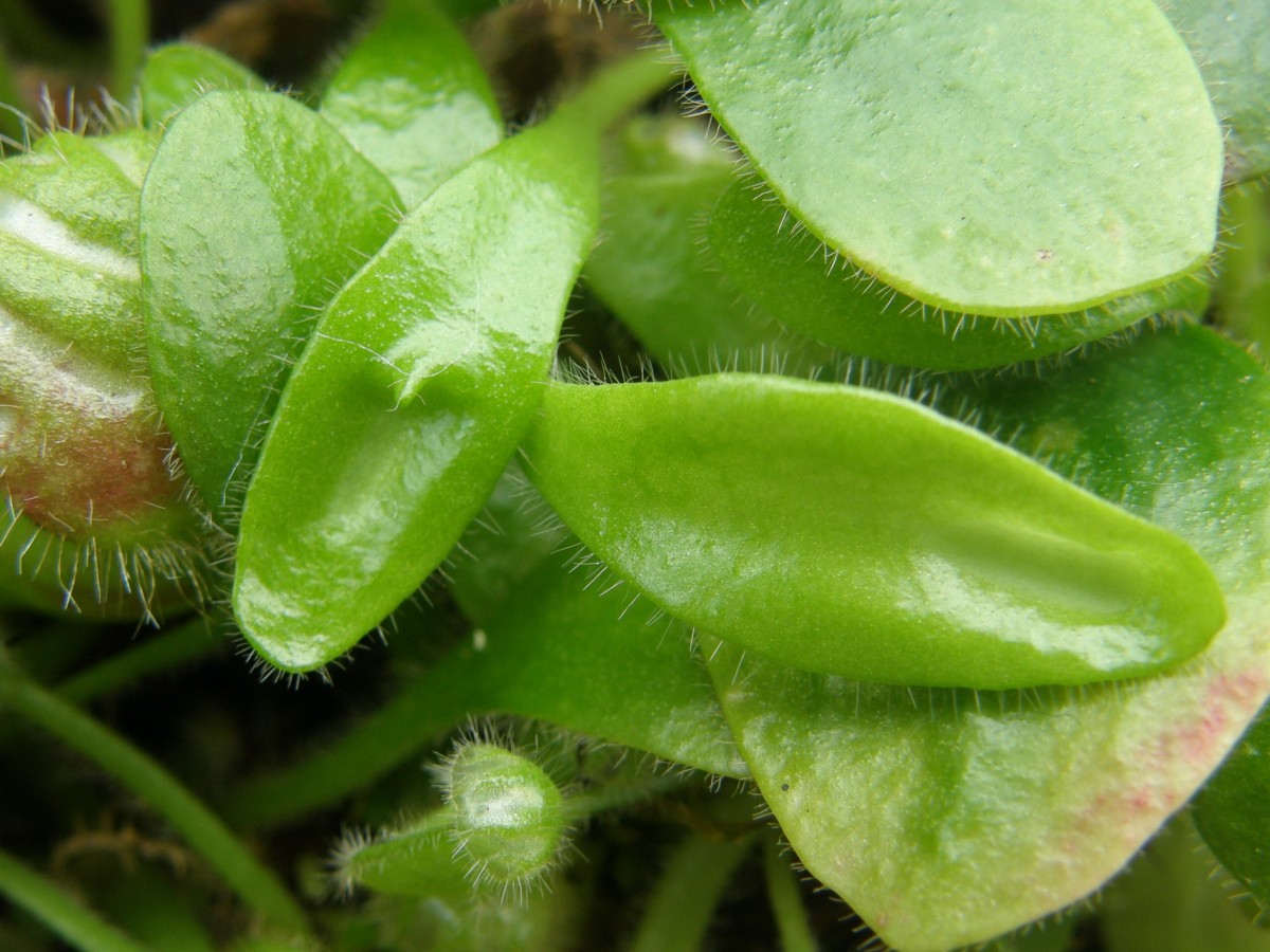 Cephalotus 04 Obersporn 2.jpg