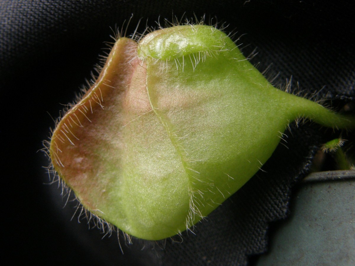 Cephalotus 06a Kammkanne Seite.jpg