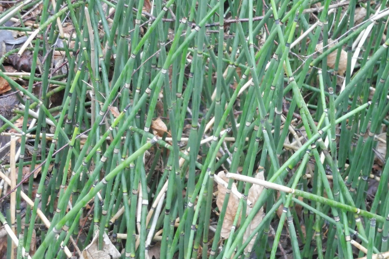 Equisetum Nymphensee (Brandenburg) 1.JPG