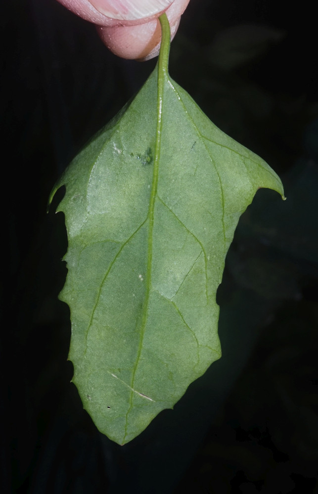 PA082570_Ausschnitt_Atriplex_Stängelblatt_US_643x1000.jpg