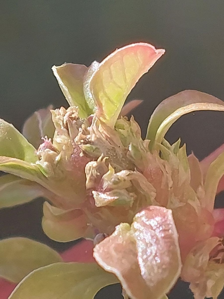 2026-09-29_Amaranthus blitoides 1_Prittriching Augsburg.jpg