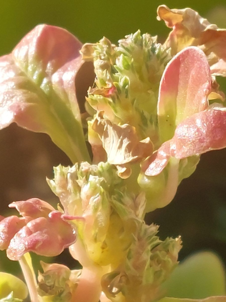 2026-09-29_Amaranthus blitoides 2_Prittriching Augsburg.jpg