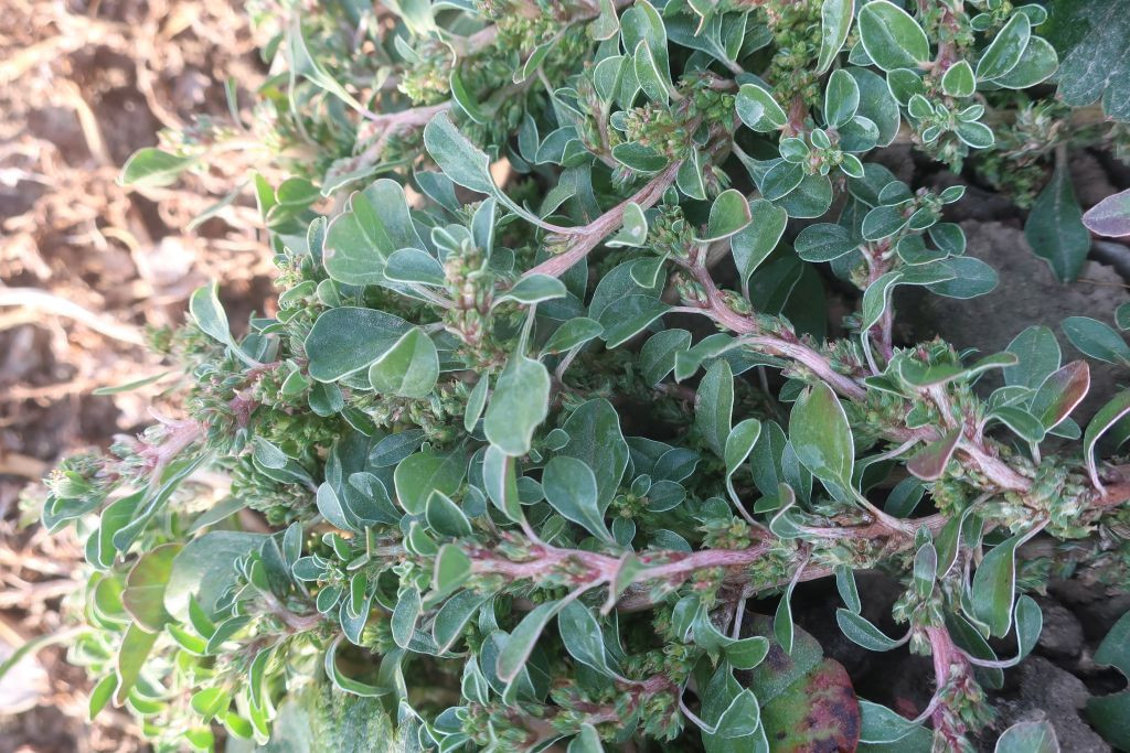 2026-10-01_Amaranthus blitoides 5_Prittriching.jpg