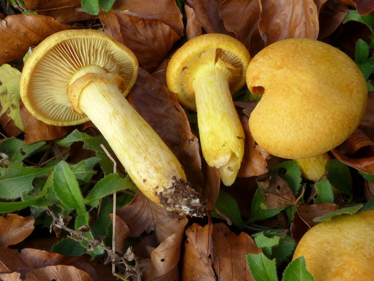 Gymnopilus junonius_11-2014.jpg