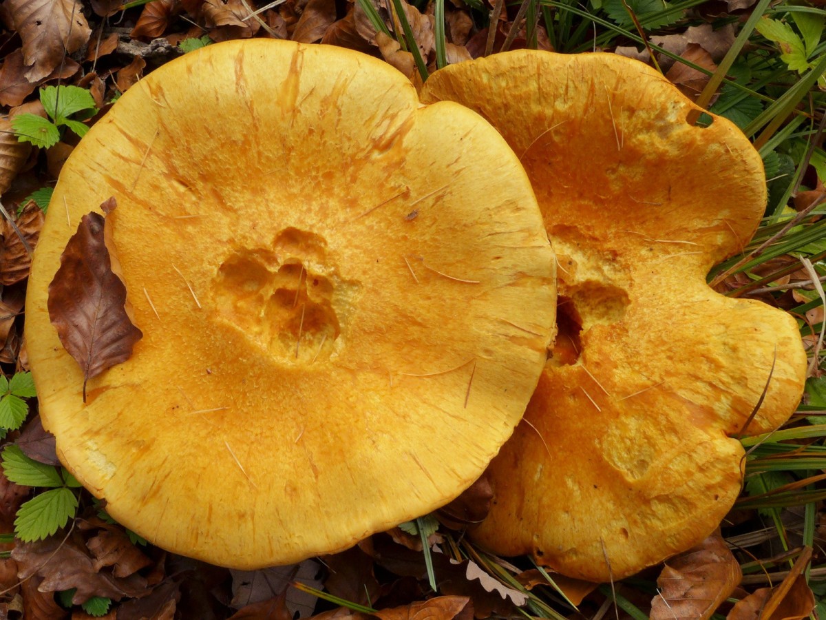 Gymnopilus junonius_20cm Hutdurchmesser Stiel 45 mm dick.jpg