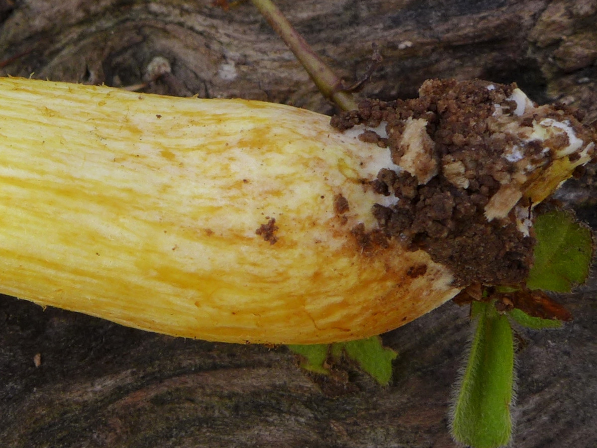 Gymnopilus junonius_Stielbasis_11-2014.jpg