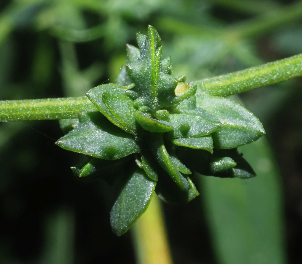 PA082563_Ausschnitt_Atriplex_Vorblätter_1000x862.jpg