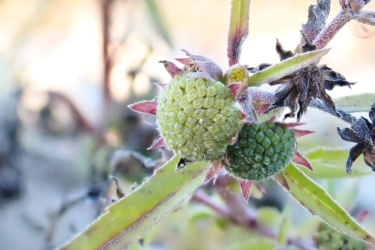 01_Frucht_unreif.jpg