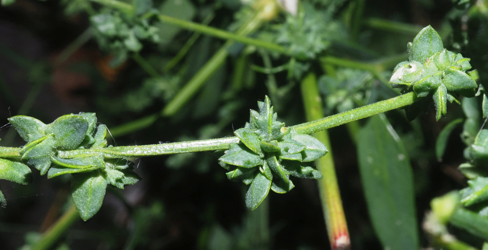 PA082564_Ausschnitt_Atriplex_Vorblätter_1000x512.jpg