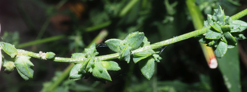 PA082565_Ausschnitt_Atriplex_Vorblätter_1000x375.jpg