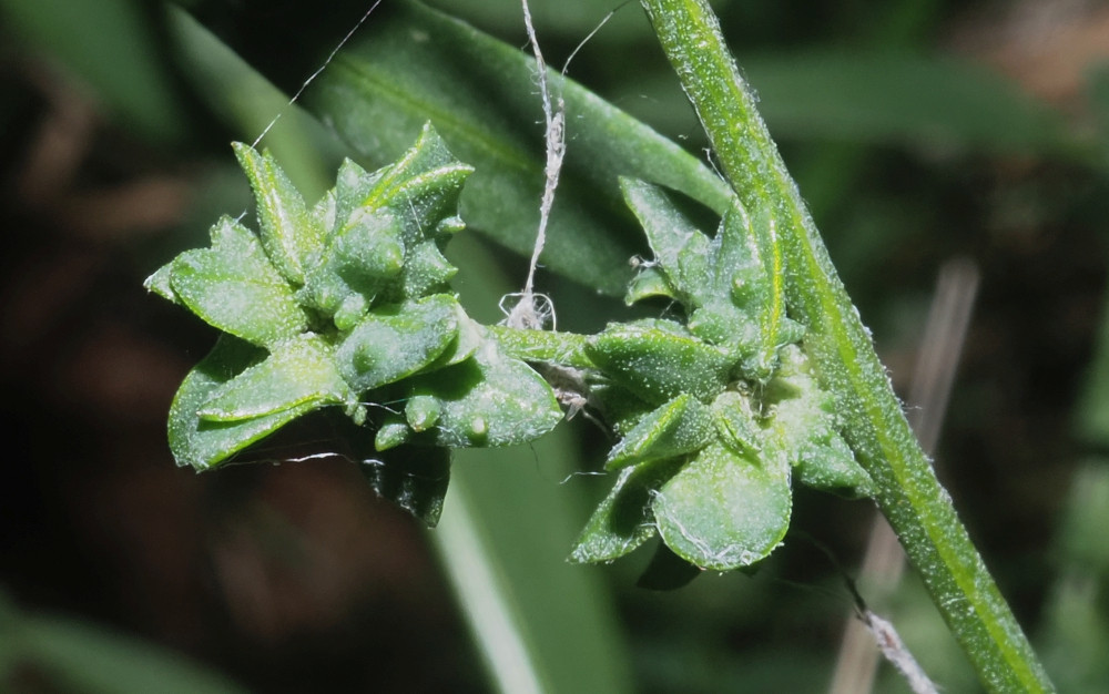 PA082566_Ausschnitt_Atriplex_Vorblätter_1000x626.jpg
