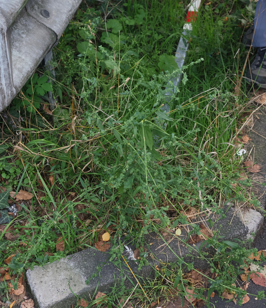 PA082572_Atriplex_Habitus_865x1000.jpg