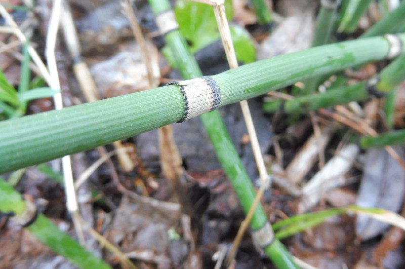 Equisetum Nymphensee (Brandenburg) 2.JPG