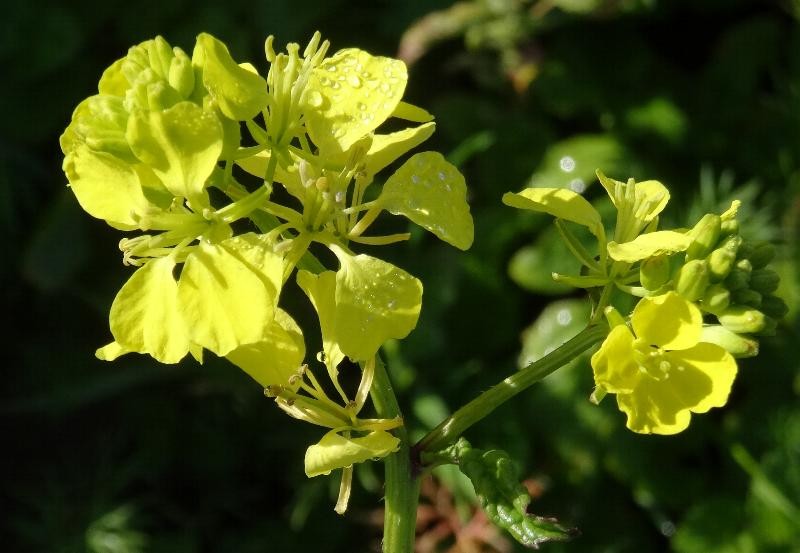 (2) Blüten.JPG