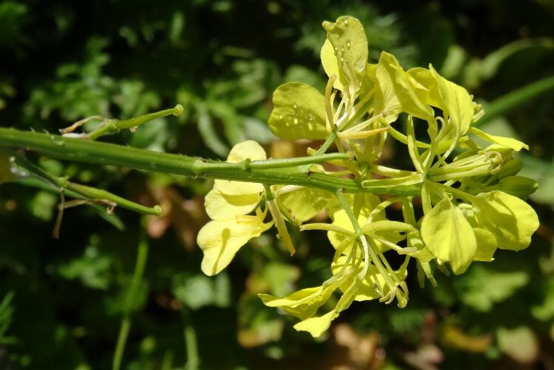 (3) Blüten von unten.JPG