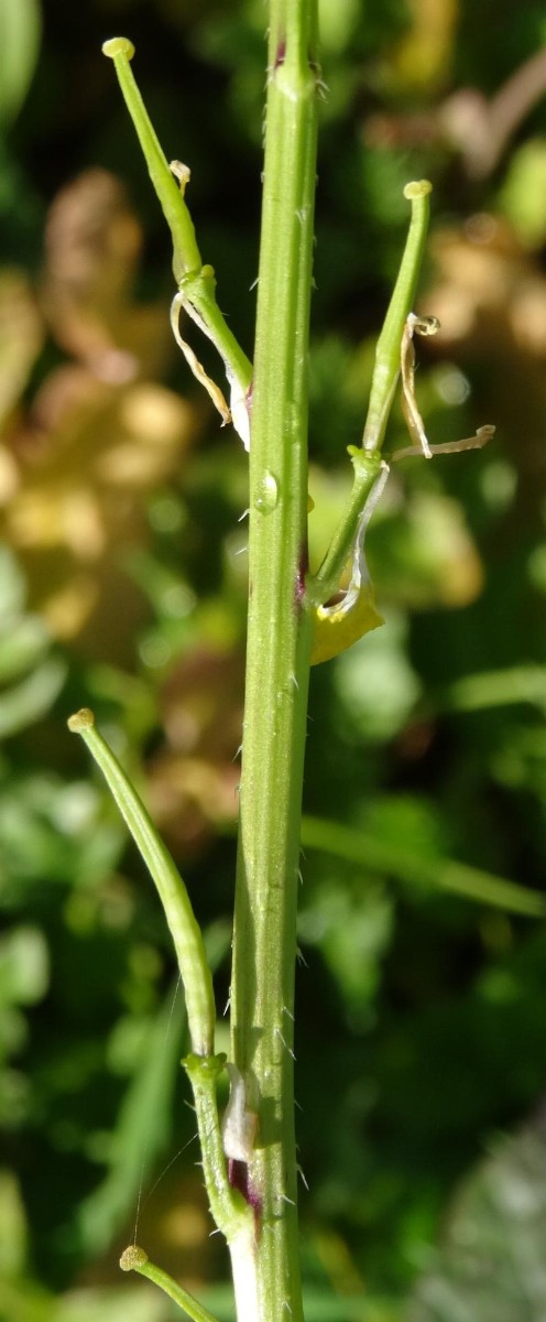(4) Früchte.JPG