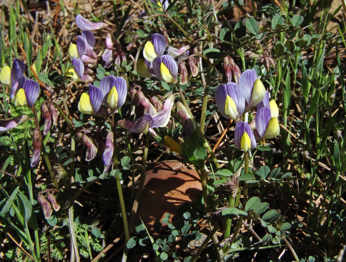 Vicia lunata Cyp Troodos E Kykkos G4.jpg