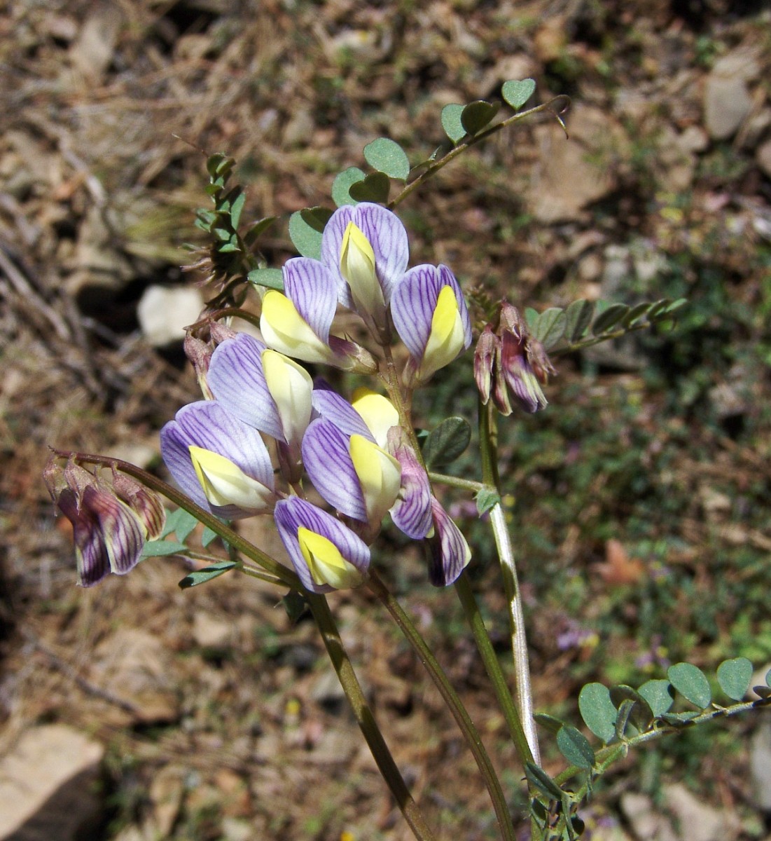 Vicia lunata Cyp Troodos E Kykkos G5.jpg