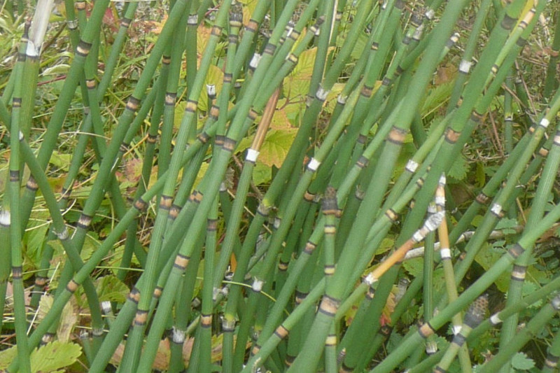 Equisetum Wallis.JPG