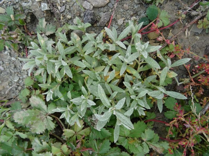(1) Habitus.jpg