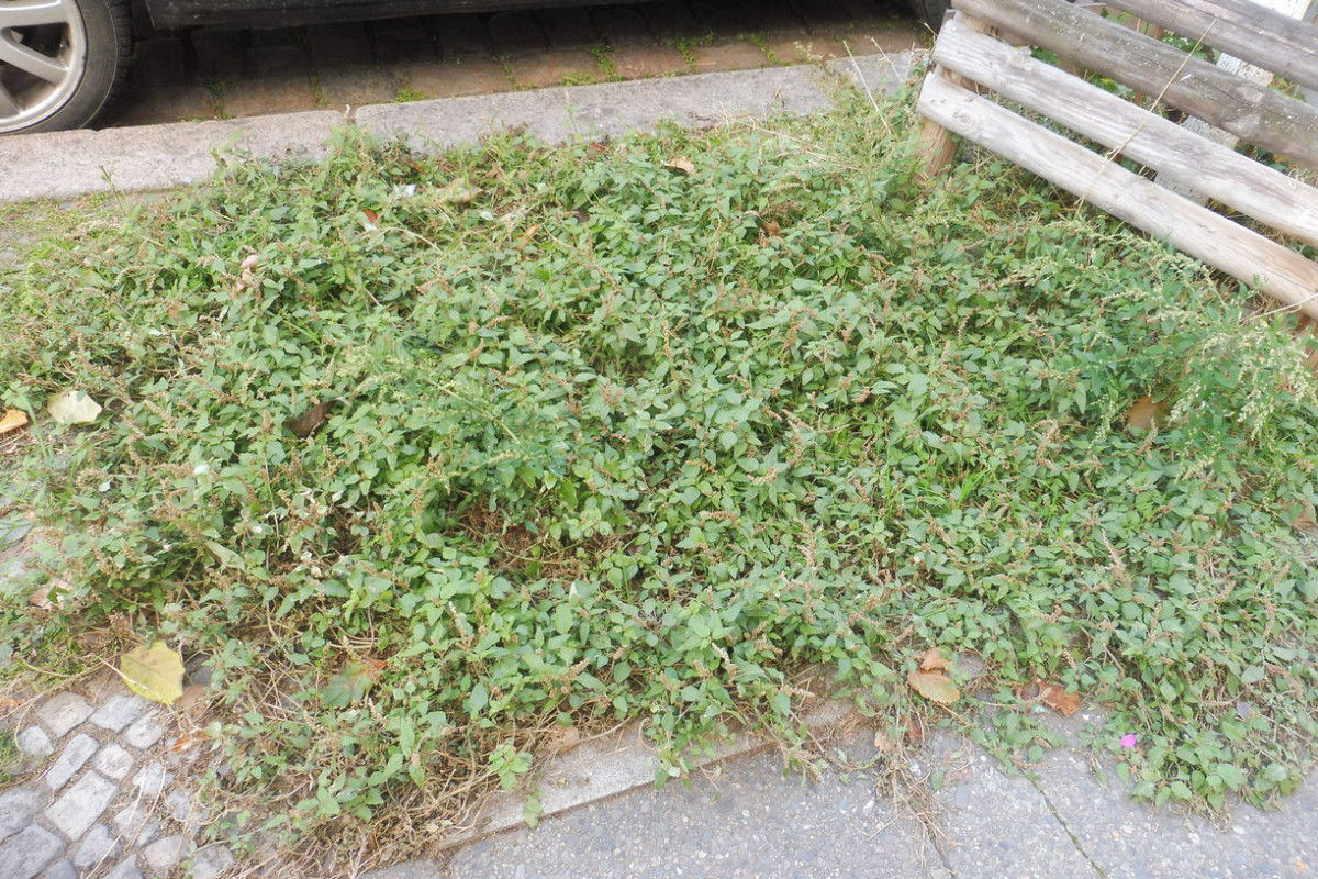 Amaranthus deflexus 2.JPG