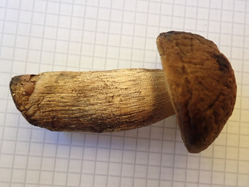 Boletus1.jpg